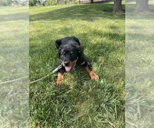 Rottweiler Puppy for sale in WOOD DALE, IL, USA