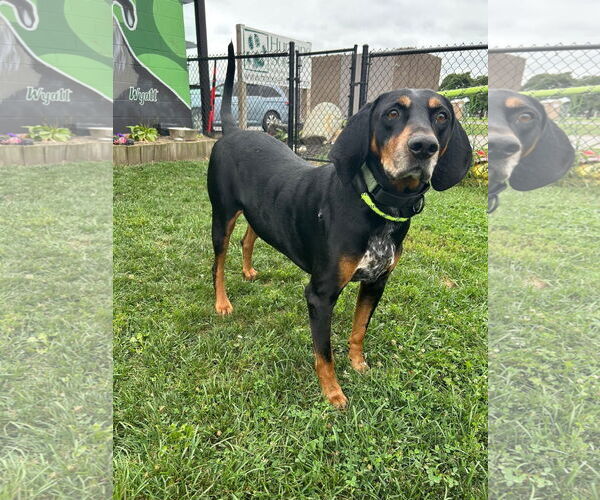 Medium Photo #5 Black and Tan Coonhound Puppy For Sale in Clinton , MI, USA