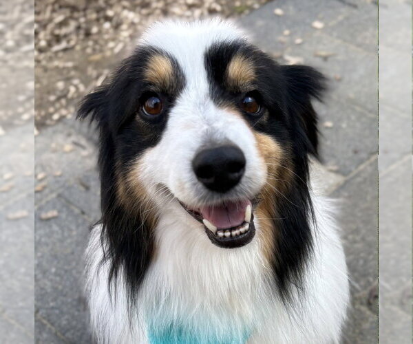 Medium Photo #1 Australian Shepherd Puppy For Sale in Canton, CT, USA