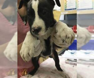 Mutt Dogs for adoption in Riverside, CA, USA