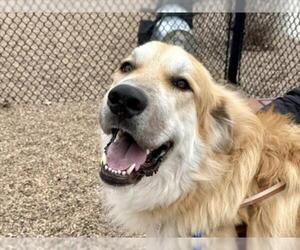 Great Bernese Dogs for adoption in Fort Collins, CO, USA