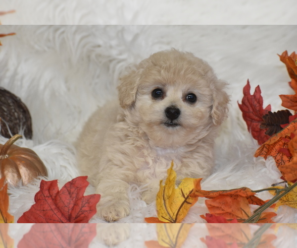 Medium Photo #1 Poochon Puppy For Sale in ELDORADO, OH, USA