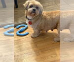 Small #4 Lhasa Apso Mix