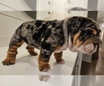 Small Photo #8 English Bulldog Puppy For Sale in SAINT CHARLES, IL, USA