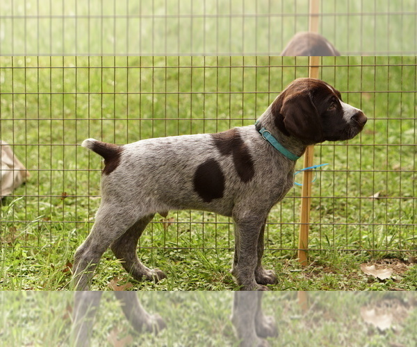 Medium Photo #1 German Shorthaired Pointer-German Wirehaired Pointer Mix Puppy For Sale in FREDERICKSBURG, TX, USA
