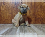 Small Photo #27 Cane Corso Puppy For Sale in APPLE VALLEY, CA, USA