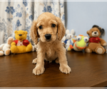 Small #5 Cocker Spaniel