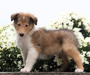 Collie Puppy for sale in FREDERICKSBG, OH, USA