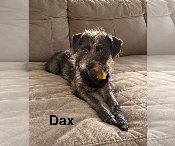 Medium Photo #1 Mutt Puppy For Sale in Topeka, KS, USA
