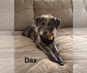 Mutt Dogs for adoption in Topeka, KS, USA