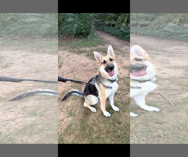 Medium Photo #2 German Shepherd Dog Puppy For Sale in New Hill, NC, USA