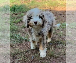 Mutt Dogs for adoption in Mooresville, NC, USA