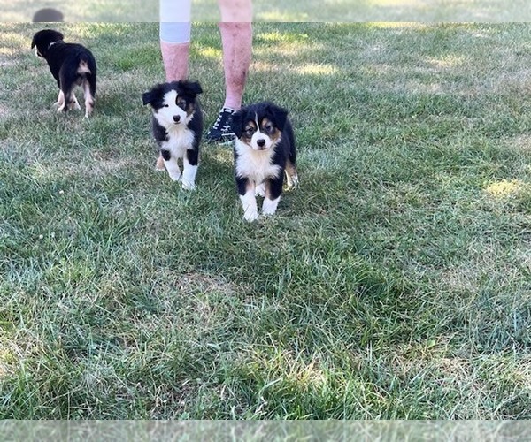 Medium Photo #3 Miniature Australian Shepherd Puppy For Sale in WENTZVILLE, MO, USA