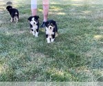 Small #2 Miniature Australian Shepherd