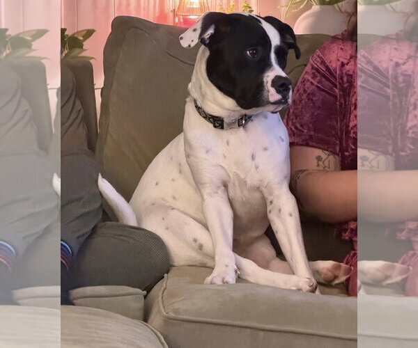 Medium Photo #7 Lab-Pointer Puppy For Sale in Princeton, MN, USA