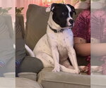Small Photo #7 Lab-Pointer Puppy For Sale in Princeton, MN, USA