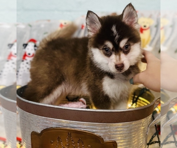 Medium Photo #7 Pomsky Puppy For Sale in CINCINNATI, OH, USA