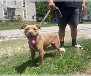 American Pit Bull Terrier Dogs for adoption in Rootstown, OH, USA