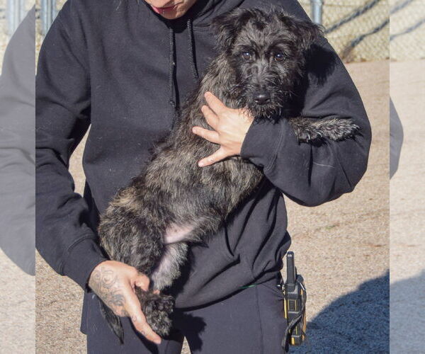 Medium Photo #3 Mutt Puppy For Sale in Huntley, IL, USA