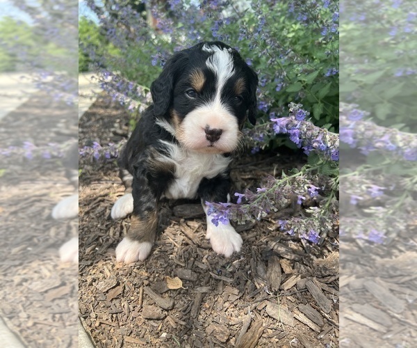 Medium Photo #28 Bernedoodle Puppy For Sale in MARTINSVILLE, IN, USA