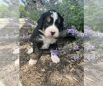 Small Photo #28 Bernedoodle Puppy For Sale in MARTINSVILLE, IN, USA