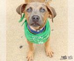 Small #1 Boxer Mix