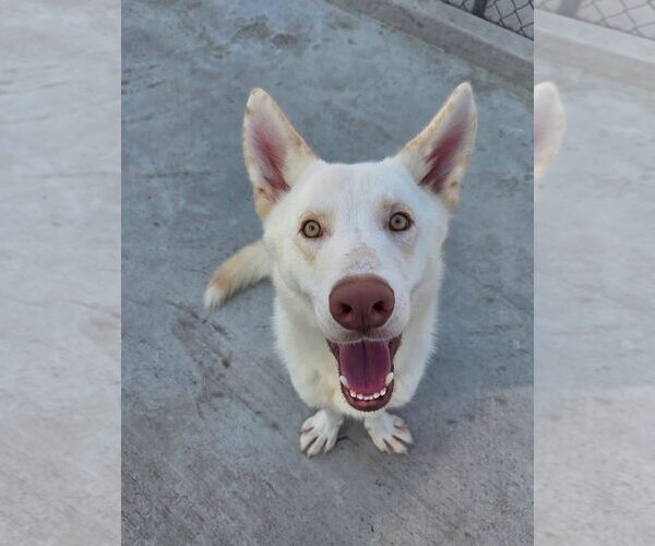 Medium Photo #2 Unknown-white german shepherd Mix Puppy For Sale in Hoffman Estates, IL, USA