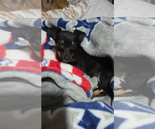 Medium Photo #1 Miniature Pinscher-Unknown Mix Puppy For Sale in Grafton, WI, USA