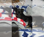 Small Miniature Pinscher Mix