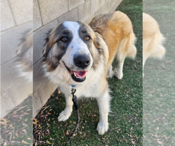 Medium Photo #2 Great Pyrenees-Unknown Mix Puppy For Sale in Lakewood, CO, USA