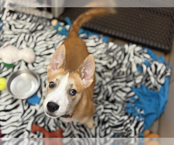 Medium Photo #1 Siberian Husky-Unknown Mix Puppy For Sale in Fort Wayne, IN, USA