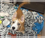 Small Siberian Husky Mix