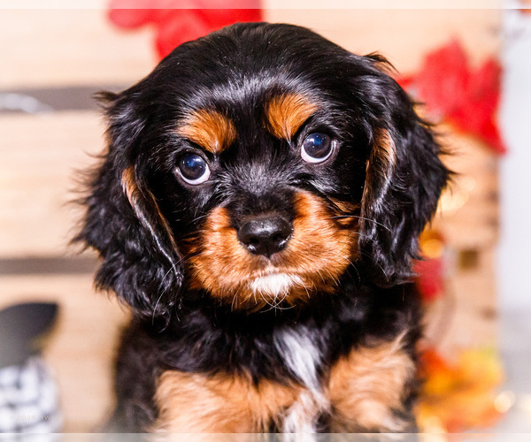 Medium Photo #3 Cavalier King Charles Spaniel Puppy For Sale in WAKARUSA, IN, USA