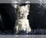 Small Photo #92 French Bulldog Puppy For Sale in WARSAW, IN, USA