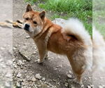 Small #3 Chow Chow