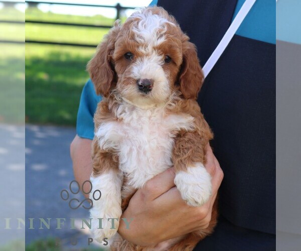 Medium Photo #3 Goldendoodle (Miniature) Puppy For Sale in EPHRATA, PA, USA