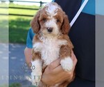 Small #2 Goldendoodle (Miniature)