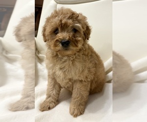 Goldendoodle (Miniature) Puppy for Sale in FAIR HAVEN, Michigan USA