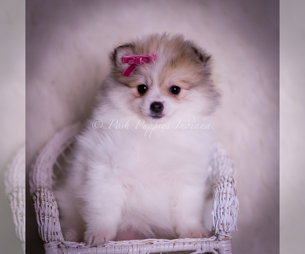 Medium Photo #81 Pomeranian Puppy For Sale in WARSAW, IN, USA