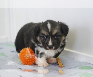 Pembroke Welsh Corgi Puppy for Sale in CRESTVIEW, Florida USA