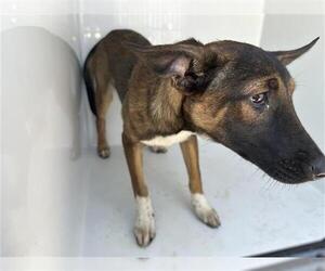 Mutt Dogs for adoption in Houston, TX, USA