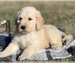 Small #8 Goldendoodle