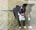 Small #2 Boxer Mix