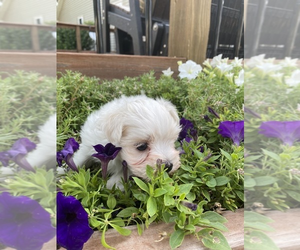 Medium Photo #7 Maltese Puppy For Sale in FREDONIA, KS, USA