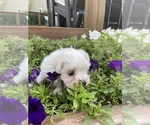 Small #6 Maltese