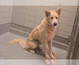 Siberian Husky-Unknown Mix Dogs for adoption in Orange, CA, USA