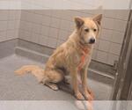 Small Siberian Husky Mix