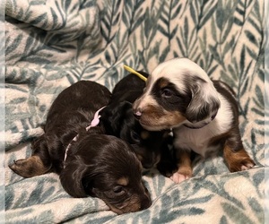 Dachshund Litter for sale in OVIEDO, FL, USA