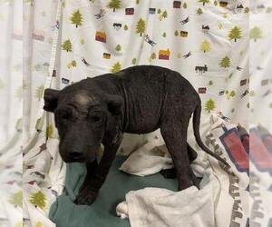 Mutt Dogs for adoption in Modesto, CA, USA