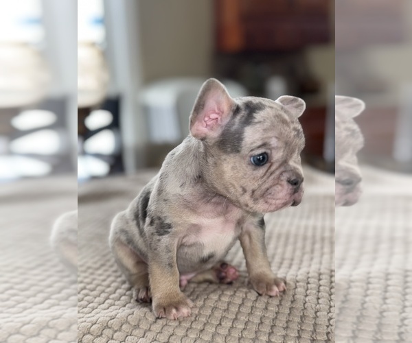 Medium Photo #8 French Bulldog Puppy For Sale in HILTON, NY, USA